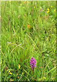 SX9066 : Lone orchid, Nightingale Park by Derek Harper
