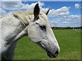 White horse by Barnes Lane