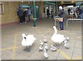 When you have nine cygnets to feed