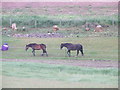 Horses at Fallady Bank