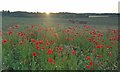 Poppies and farmland on the edge of Ferndale, Kidderminster