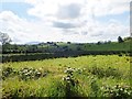 Grazing land south of Island Road