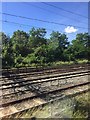 London Overground - approaching Willesden Junction