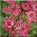 Honey bee on Astrantia