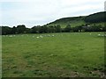 NZ7502 : Sheep grazing near Nab End Farm by Christine Johnstone
