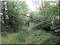 Fallen elm on Green Lane