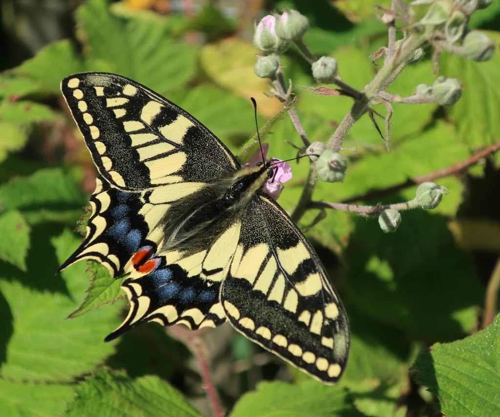 Swallowtail Butterfly, Horsey Mere © Hugh Venables :: Geograph Britain 