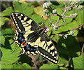 TG4522 : Swallowtail Butterfly, Horsey Mere by Hugh Venables