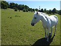 Horse at Alkham