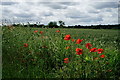TQ0047 : Poppies in the Field by Peter Trimming