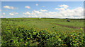 SS4313 : Field south of Stibb Hollow Farm by Derek Harper