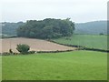 Woodland and field north-east of Hatherleigh