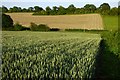 SU4478 : Farmland, Brightwalton by Andrew Smith