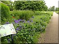 Herbaceous border, Kelvingrove Park