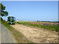 Harvesting flowers by Shepherds Close Road