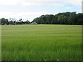 Barley field at Windyhills