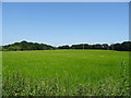 SK4639 : Crop field near Sowbrook Farm by JThomas