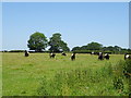 Cattle, Stanton by Dale