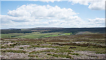 NY9148 : Heather moorland at Nookton Fell by Trevor Littlewood