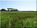 Crop field off Rushy Lane