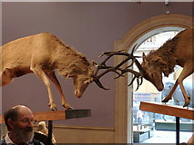 NS5666 : Scotland's Wildlife, Kelvingrove Museum, Glasgow by Rudi Winter