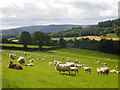 Pasture, North of New Radnor