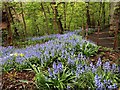 Bluebells in Glasgow