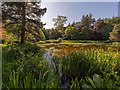 NJ2758 : Ornamental Pond Blackhills by valenta