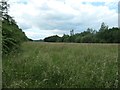 Grassy field, north-east of Bennerley Viaduct