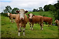 Jersey cows, Galbally