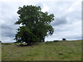 Public footpath near Littleworth