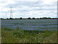 Flax field near Spotted Cow Cottages