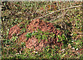 Rosette of leaves, Nightingale Park