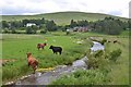 Cows and Camps Water, Crawford