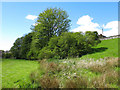 Watercourse from Cuthbert