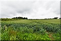 Cucklington: Cereal crop growing opposite Church Farm Dairy