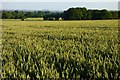 Farmland, Clifton Hampden