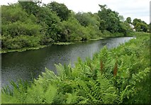 NS5769 : Royal Fern beside the Forth & Clyde Canal by Richard Sutcliffe