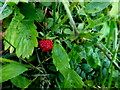 Wild strawberries, Cavanamore