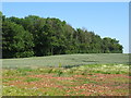 Cereal crop towards Brickfield Plantation