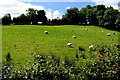 Sheep in a field, Carran