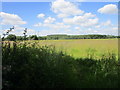 Beaumont Wood seen from Woolley