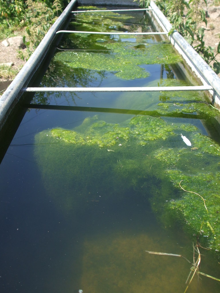 algae-soup-for-the-cows-neil-owen-geograph-britain-and-ireland