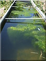 Algae soup for the cows