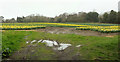 Daffodils near Antony Park