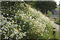 Ox-eye daisies, Dartington