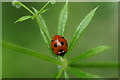  Seven-spot Ladybird (Coccinella septempunctata), Inshes, Inverness