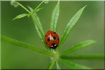 NH6943 :  Seven-spot Ladybird (Coccinella septempunctata), Inshes, Inverness by Mike Pennington