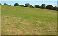 SX8658 : Grass field by Long Road by Derek Harper