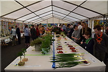 H4374 : Exhibitor'e marquee - 179th Omagh Annual Agricultural Show 2019 by Kenneth  Allen
